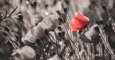 What the Remembrance Day poppy represents and why people wear it in November