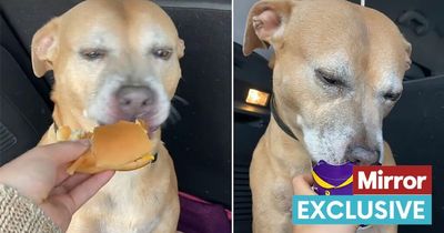 Dog with cancer tries McDonald's cheeseburger for the first time before she dies