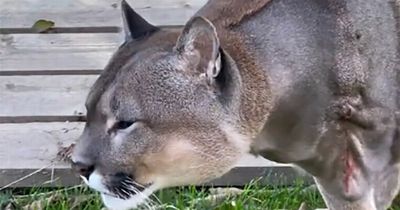 Adorable three-legged puma called Nigel goes viral after amputation with incredible recovery