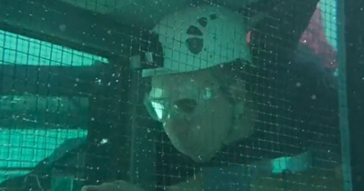 Matt Hancock swims with creepie crawlies and water snakes on second I'm A Celeb trial