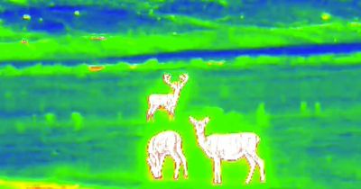 New Scottish Highlands safari lets visitors see wildlife in dark with thermal imaging tech