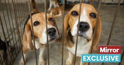 Government hands £700,000 contract to firm that tortured and killed dogs