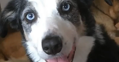 Family left heartbroken after beloved dog scared to death by fireworks