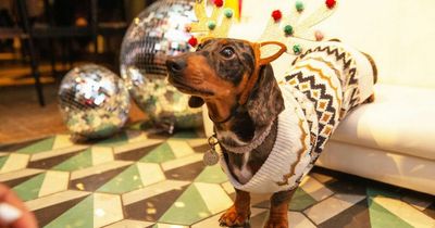 Sausage dog, Christmas-themed cafe is coming to Bristol