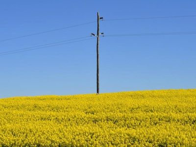 Sustainable agriculture key to consumers