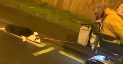 Woman filmed dragging dog along behind mobility scooter