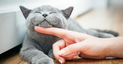Five hints your cat is happy as expert reveals tell-tale signs