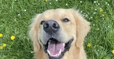 Golden Retriever in running to become furry face of Lanarkshire hotel