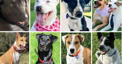 The method to teach your dog almost anything