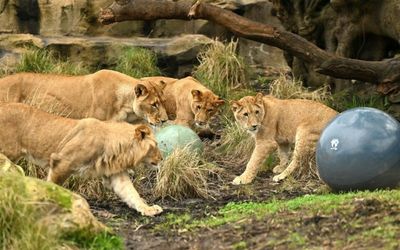 Taronga lions escaped out through faulty fence