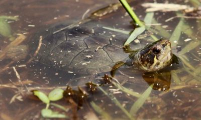 Turtle poaching for pet trade threatens half of world’s species