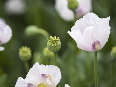 Eight hospitalised with poppy poisoning