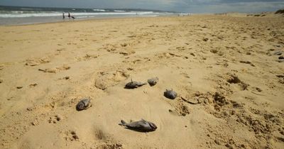 Questions remain as fishy finds spread further on Hunter beaches