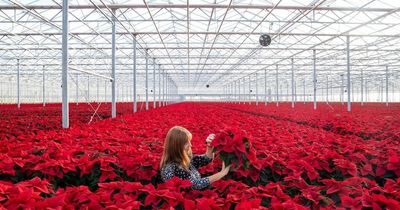 Poinsettia farmer overcomes energy crisis to grow a million plants for Christmas