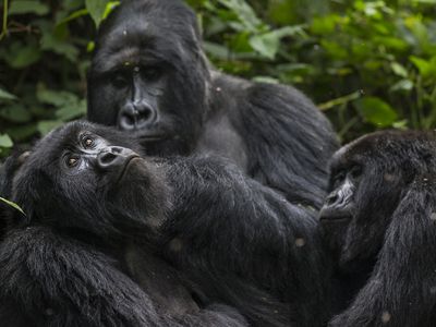 It turns out that chimpanzees and gorillas can form lasting friendships