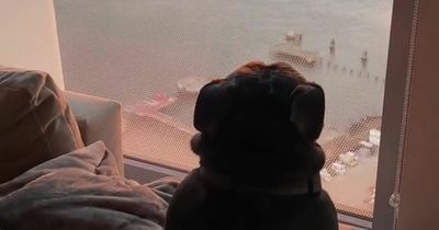 Sweet dog obsessed with watching sunsets 'like Simba in The Lion King'