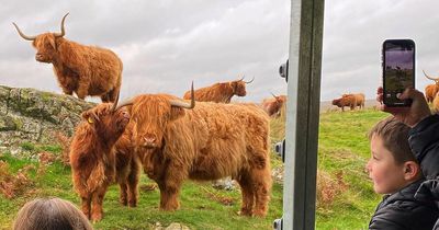 Highland coo safari and Christmas wreath workshop with afternoon tea on offer at Ayrshire hotel