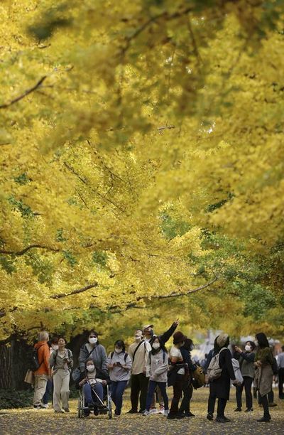 Golden canopy