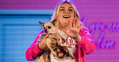 Stray chihuahua goes from rags to riches and bags starring role on stage