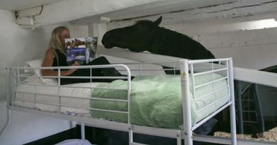 You can stay in a stable beside 17 Friesian horses and an adorable Shetland pony