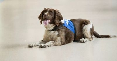 Hospital top dog set for retirement: Newcastle Hospitals staff welfare hound Poppy to 'put her paws up' as she turns 10