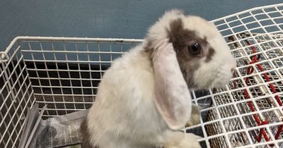 Family of rabbits dumped in wheelie bin at Bestwood Country Park