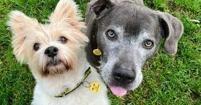 Sweet Edinburgh dog pals looking for a forever home where they can be together