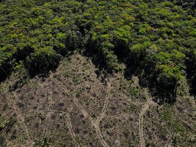 Deforestation in Brazil's Amazon hits October record ahead of govt change