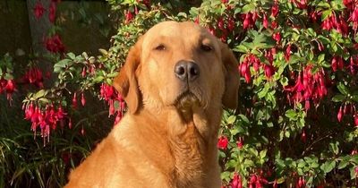 Family dog almost blinded by grass seed that lodged in eye and started growing