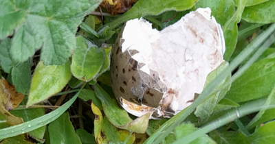 Man and woman fined after destroying protected bird eggs in the Highlands