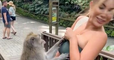 Brazen monkey slaps model at holiday hotspot after she stops it pulling down top