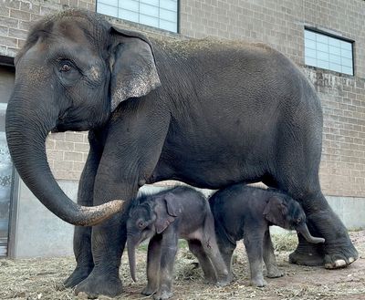 Miracle elephant twins born in ‘historic moment’ at Syracuse zoo