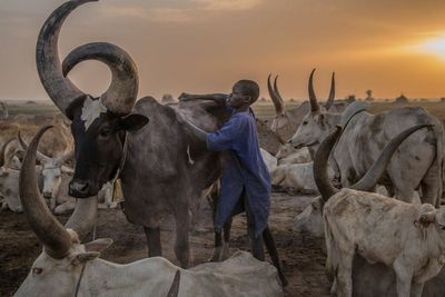 Livestock Are More Than Just Emissions
