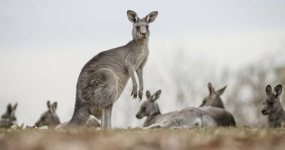 'I feel ashamed': Remorseful kangaroo killers avoid convictions as jail terms overturned