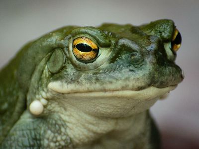 'Please Don't Lick Psychedelic Toads:' The National Parks Service's Unusual Request To Visitors