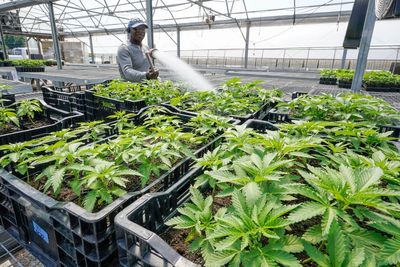 Judge halts pot dispensary licenses in parts of New York