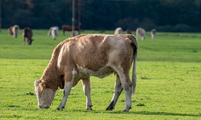 Replace animal farms with micro-organism tanks, say campaigners