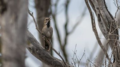 White-bellied whipbird, presumed extinct, rediscovered in arid north-west Victoria