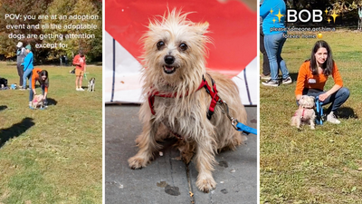 The Internet Has Fallen In Love W/ Bob The Dog After Nobody Wanted Him At An Adoption Drive
