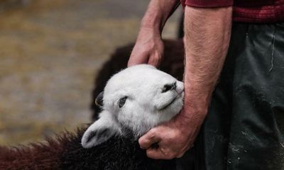 Country diary: The serious business of a Herdwick meet