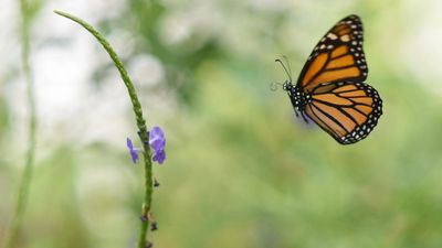 Butterfly farming boosts biodiversity and incomes on São Tomé