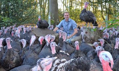 Avian flu set to deal killer blow to turkey farmers at Christmas