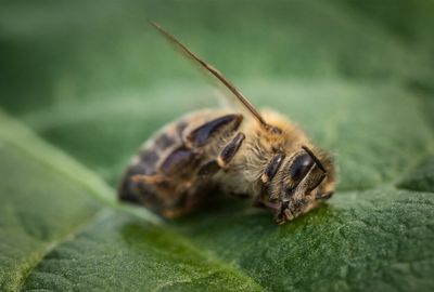 Climate change ups the pressure on bees