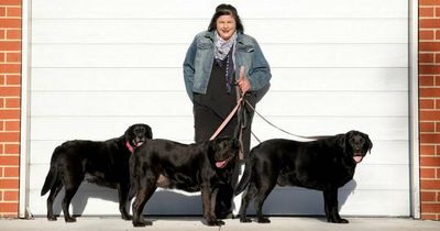 'Economic euthanasia': ACT vets, pet rescuers warn against disturbing trend