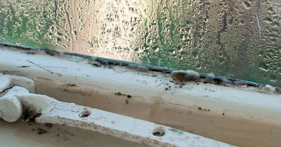 Cleaning expert shares 80p tip on how to get rid of condensation on your windows this winter