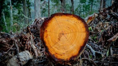 The Victorian government announced the protection of this old-growth forest, satellite data shows within days it was being logged