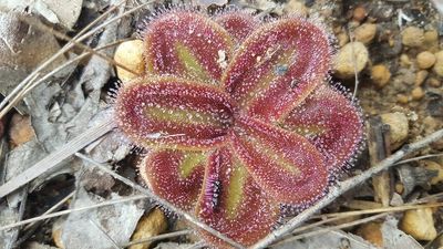 With orchids and carnivorous plants abloom in Tasmania's forests, it's a risky time of year for insects