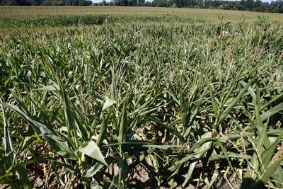 GMO skeptics still distrust big agriculture's climate pitch