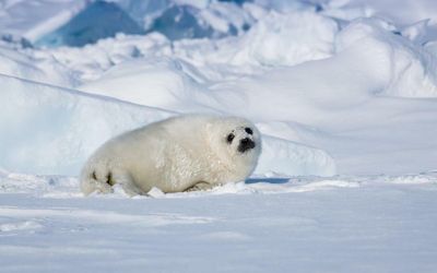 ‘If we exceed 1.5C sea ice will melt leading to extreme storms’, scientist warns