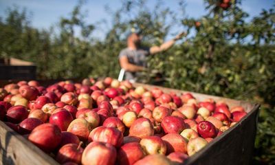 Seasonal fruit pickers left thousands in debt after being sent home early from UK farms